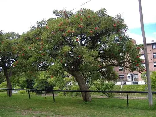 Erythrina crista galli - большое дерево.