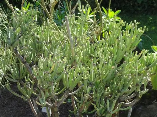 Euphorbia aphylla - небольшой кустарник.