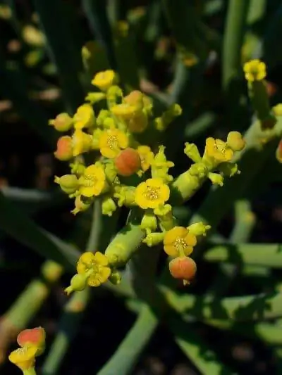 Цветки Euphorbia aphylla желтые.