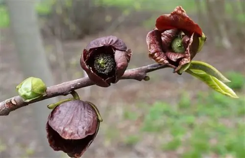 У Asimina triloba цветы с неприятным запахом.