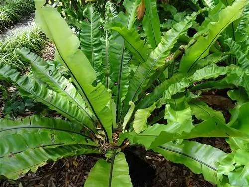 Asplenium nidus - многолетний папоротник с полным оттенком.