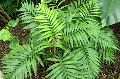 Chamaedorea elegans - небольшая пальма.