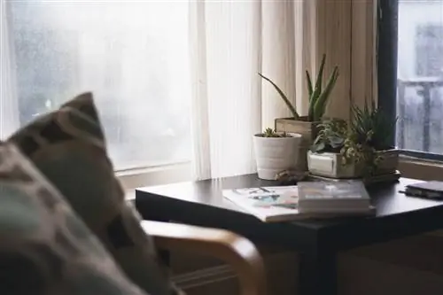 Как пересадить алоэ вера
