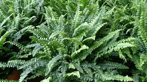 Nephrolepis ex altata - простой в выращивании папоротник.