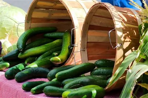 Голландский огурец