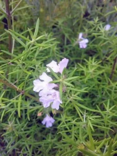 Ostringia longifolia имеет длинные листья.