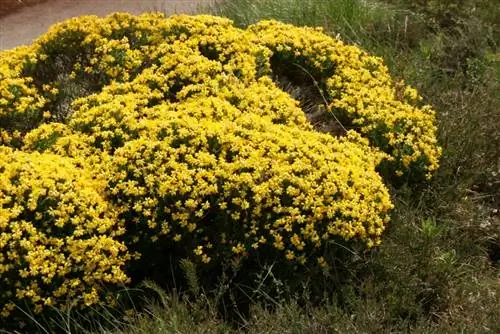 Genista hispanica - цветущий кустарник.