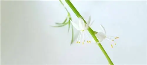 Ленты, стойкие уличные растения для террас