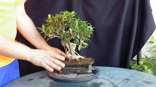 кора фикуса тигровая