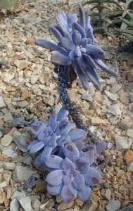 Graptopetalum pentandrum - фиолетовый суккулент.