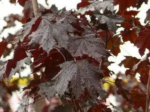 У Acer platanoides Crimson King коричневые листья.