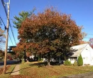 Acer platanoides Crimson King, листопадное дерево.