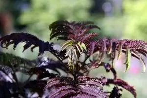 Albizia julibrissin Summer Chocolate - фиолетовое растение.
