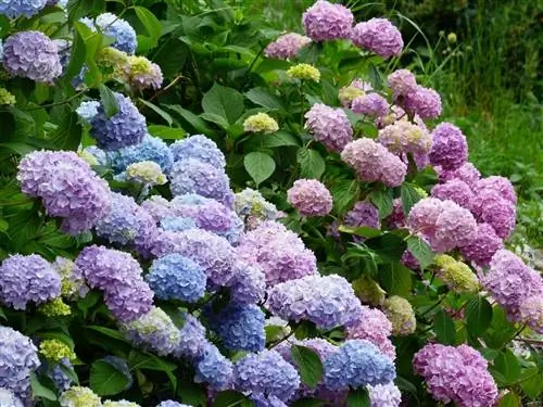 Гортензии - листопадные кустарники.