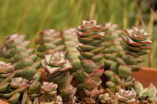 Crassula perforata - одно из самых распространенных кулачковых растений.