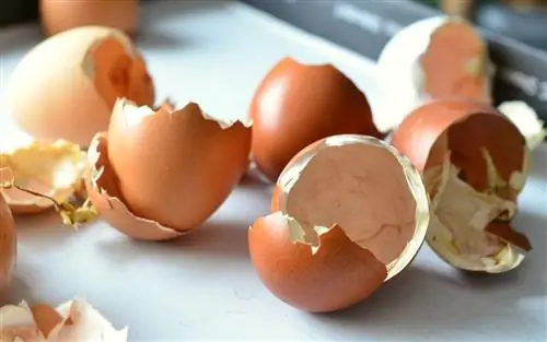 Из яичной скорлупы можно приготовить хороший домашний компост.
