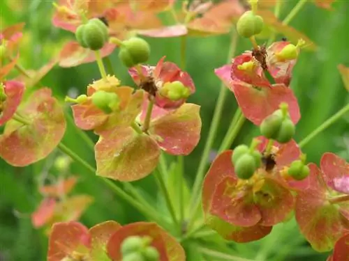 Характеристики Euphorbia cyparissias