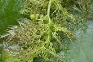 Utricularia vulgaris - водный хищник.