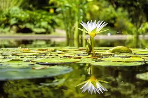 Водные растения живут в воде