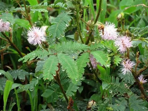 Mimosa pudica - бобовое растение, закрывающее листья.