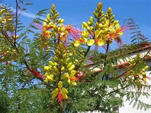 Caesalpinia gilliesi - бобовый кустарник.