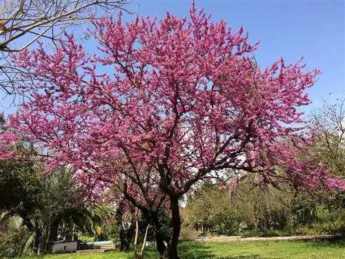 Cercis siliquastrum - бобовое дерево.