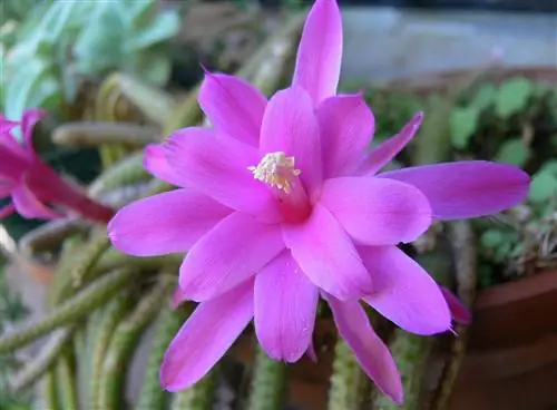 Disocactus - висячий кактус.