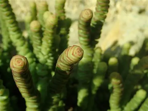 Crassula marnieriana - быстрорастущий суккулент.
