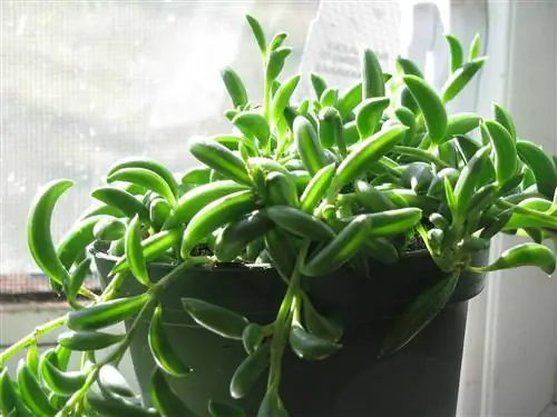 Senecio radicans кулон