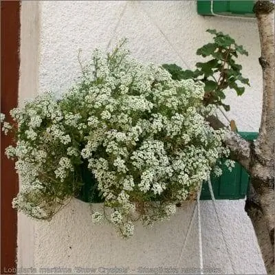 Лобулария приморская - многолетнее растение.