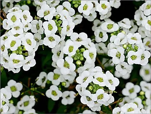 Ольха морская (Lobularia maritima)