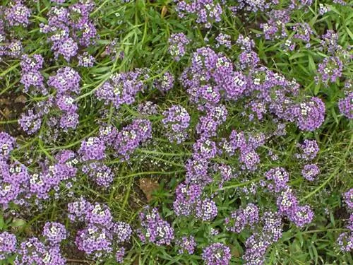 Lobularia maritima - недолговечное растение.