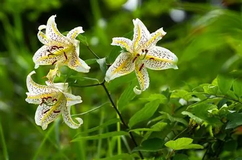 У Lilium auratum крупные цветки.