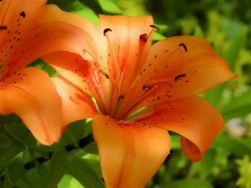 Lilium bulbiferum - многолетнее растение.