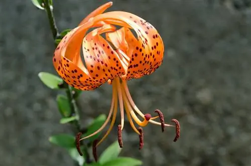 Lilium lancifolium - быстрорастущая луковица.