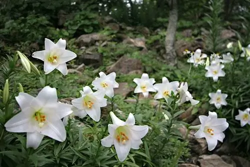 Lilium longiflorum, разновидность лилии
