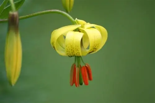 Lilium pyrenaicum - разновидность желтой лилии.