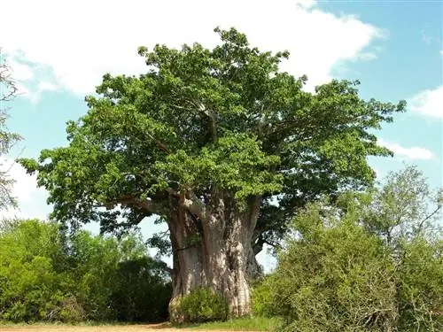 Баобаб (Adansonia digitata)