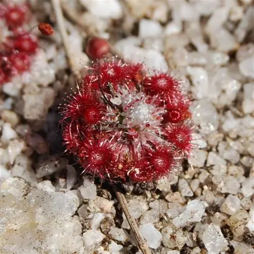 Drosera pygmaea - мелкий хищник.