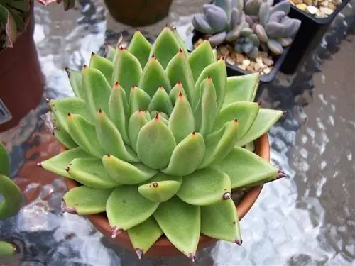 Echeveria agavoides - суккулент с мелкими листьями.