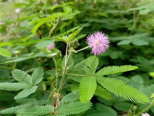 Mimosa pudica - мелколистная трава.
