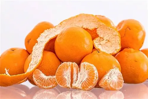 Любопытное название мандарина