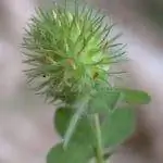 Trifolium lappaceum - небольшое травянистое растение.