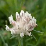 Клевер - быстрорастущее растение