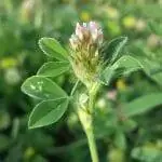 Клевер - полевое растение