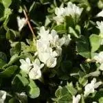 Клевер цветет весной