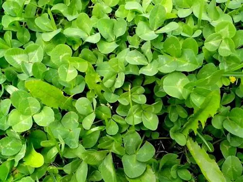 Клевер - быстрорастущая однолетняя трава.