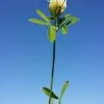 Trifolium alexandrinum - трава из Египта.