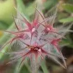Trifolium stellatum имеет звездчатые цветки.