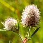 клевер это трава